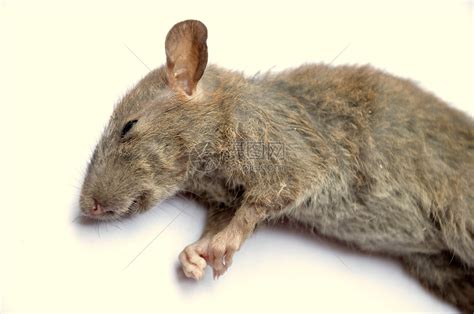 老鼠死亡前兆 64年次五行